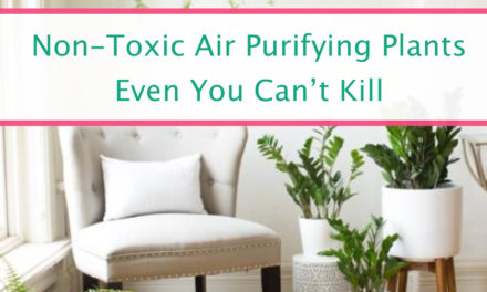 Best Low Maintenance Non-Toxic Air Purifying Plants For Your Home